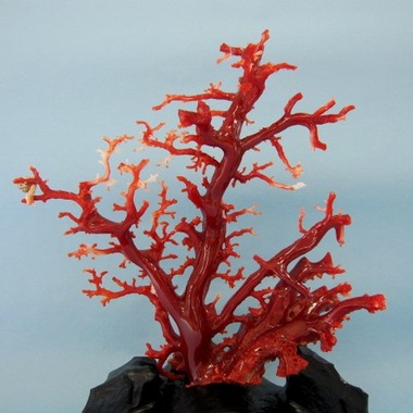 血赤珊瑚 原木 ブランド買取 高く売るならウレル